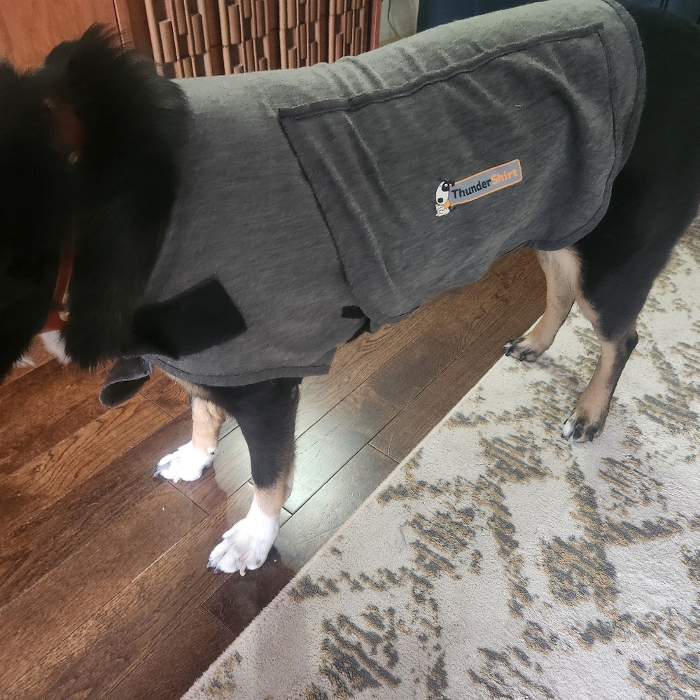 Thundershirt for dogs, size medium